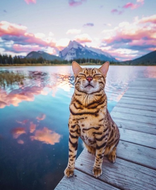 friendly-animals:friendly-animals:(Source)Follow Our New Instagram: animals_lovers_ig (: