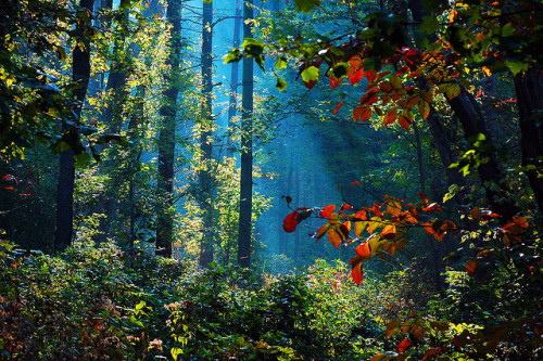 Forest Lake Mist by Captain Camera on Flickr.