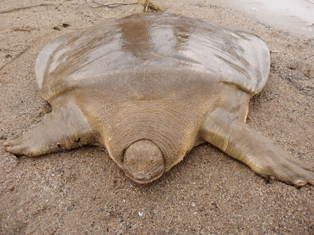 Here come the most Extra of turtles and tortoises