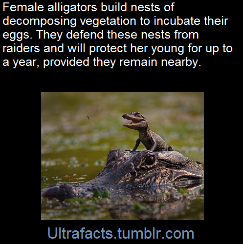 ultrafacts:  SourceFollow Ultrafacts for more facts