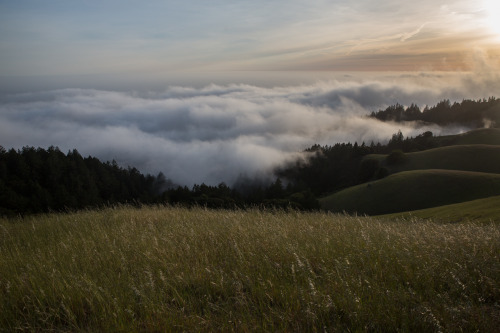 lensblr-network: mount tamalpais - may 2015 by Sam Horine  (samhorine.tumblr.com)
