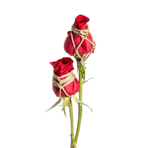 justscreenshots:  Shibari &amp; Photo Hajime Kinoko Send these Valentines Day roses to your favo