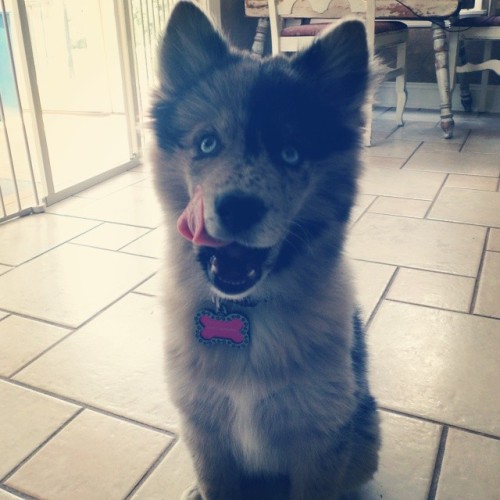 Meet Dany, a 9 week old Pomsky (Pomeranian-Husky Cross) who enjoys looking adorable while causing tr