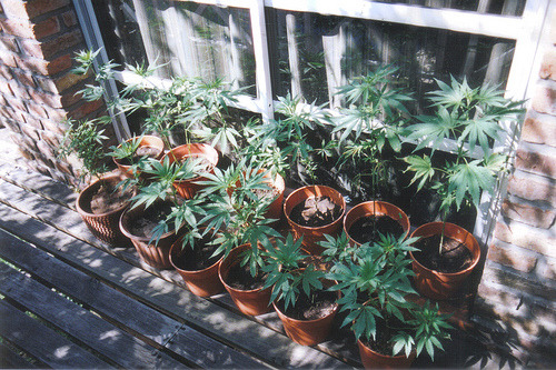 Weed Palace