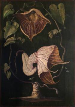 inland-delta:  Marianne North, A Climbing Plant of Old Calabar,c1880 