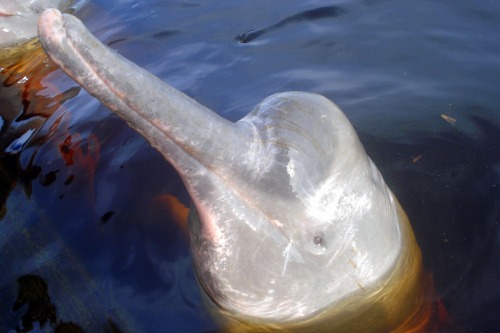 larvalhex:realmonstrosities:A beautiful Amazon River Dolphin shows off his bulging forehead. His sma