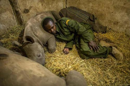 A caretaker at a Rhino conservancy sleeps with three orphaned rhino calfs to comfort them!