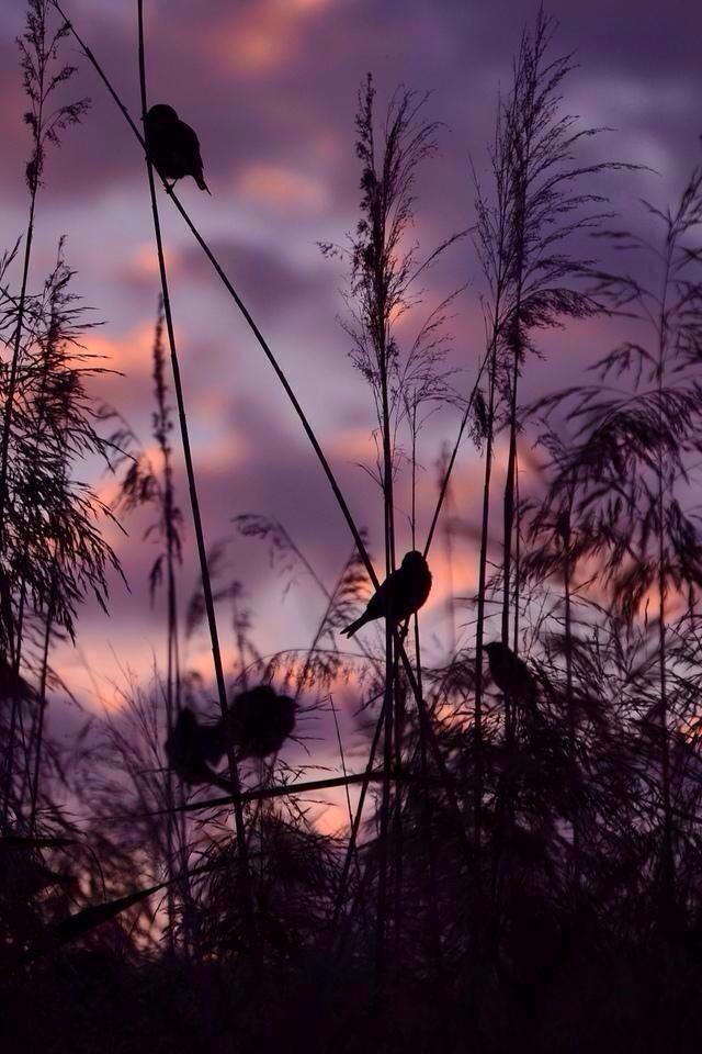oceanflower2015:  Faith is the bird that feels the light and sings when the dawn