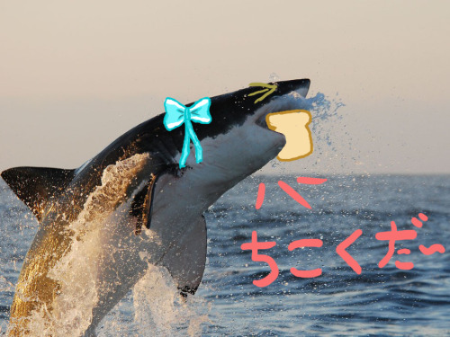 dat-meow-cray: dizabell: Anime Sharks are my favorite fucking thing in the world. Sharks so kawaii-d