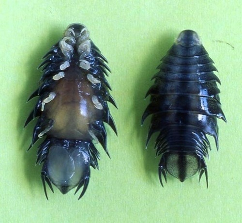 Nerocila acuminata is a parasitic isopod related to Cymothoa exigua, the infamous tongue-replacer. This isopod clings onto the skin of its fish host, feeding on blood and tissue. When it detects a potential host, it launches itself at the target fish
