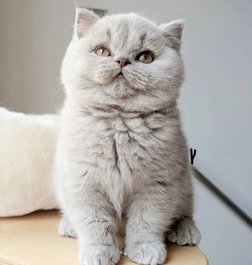 scottishstraight:Creatures of unearthly beauty… They live on earth.I think you guessed… They are CAT