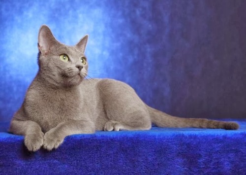 Male russian blue cat