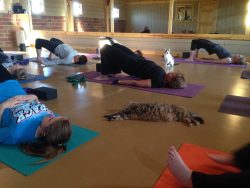 catsbeaversandducks:  Yoga Studio Opens Its Doors To Shelter Cats Hoping To Find A HomeIt’s (obviously) no secret that the company of cats is good for the soul, and that practicing yoga is too. But when the two come together, it’s a match made in