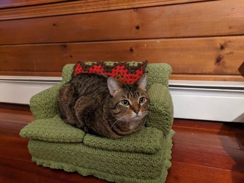 catsbeaversandducks:Tiny Crochet Cat Couches With Matching Granny Square BlanketsVia Diply