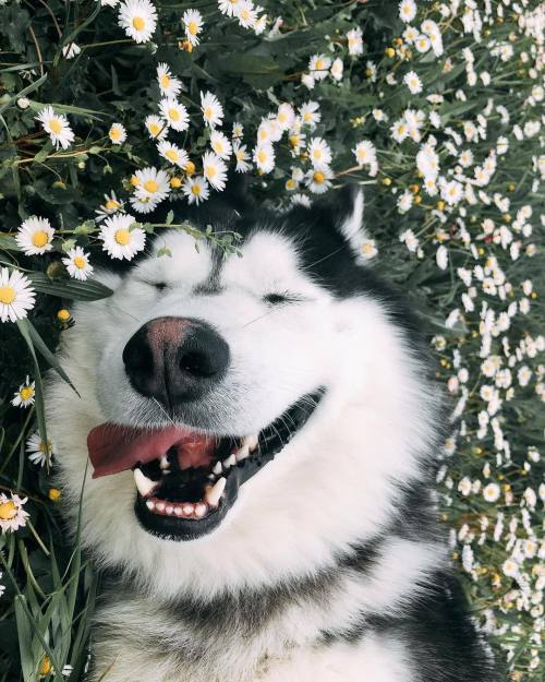 atraversso:   Happy weekend to all by shady.the.husky  