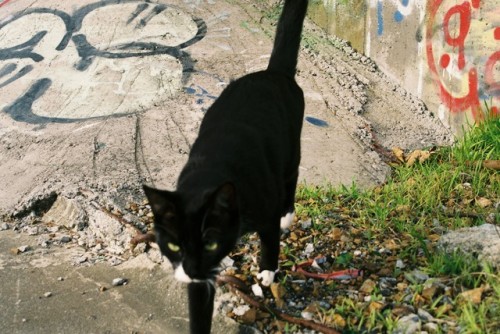 The skatepark cat - May 7th 2017.