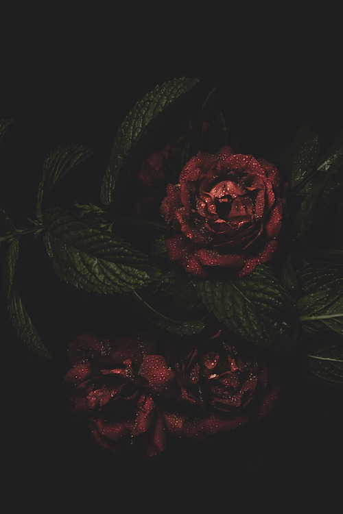 thelavishsociety:Dark Roses by Andrea Pol | LVSH