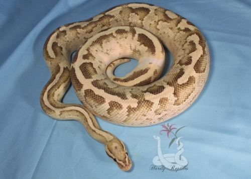 i-m-snek:Rhea is a pain in the butt during porn pictures