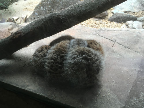 Haven’t been to the zoo for a long time, so I was surprised to see they now have tribbles!