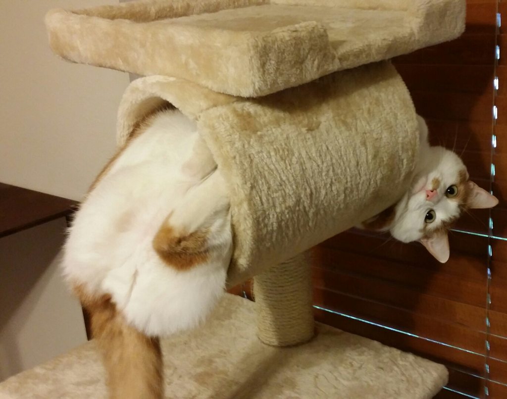 cute-overload:  My cat’s attempt to get my attention…butt first…http://cute-overload.tumblr.com