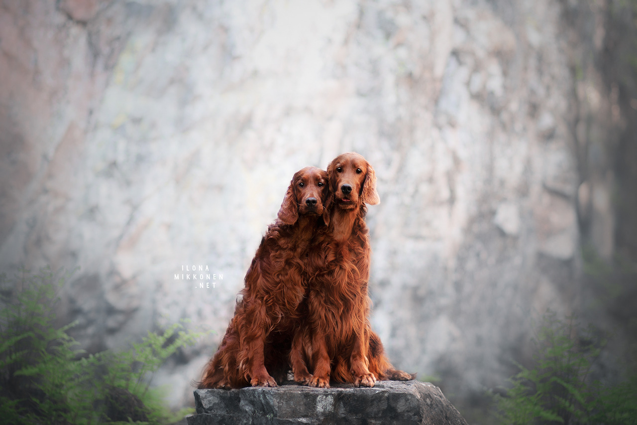 handsomedogs:  My Project Friends by Photography Ilona Mikkonen  Beautiful Irish
