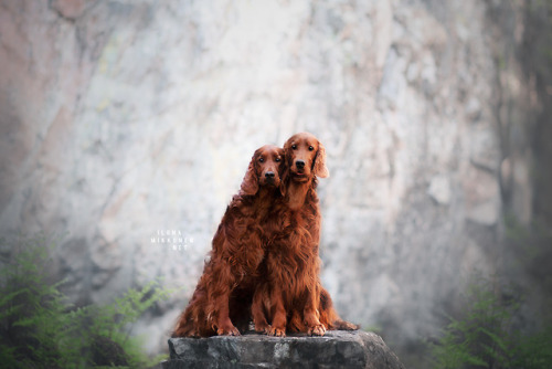 handsomedogs:  My Project Friends by Photography Ilona Mikkonen  Beautiful Irish pups! Some of the most fun, free spirited, loving dogs around..