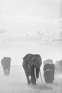 monochromacity:  'Elephants, Amboseli, Kenya'