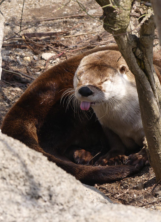 dailyotter: Something Tells Me Otter Isn’t in the Mood for Photos Right Now Via
