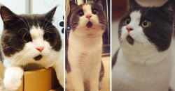 awwww-cute:  Cat’s chin fur makes her look forever surprised