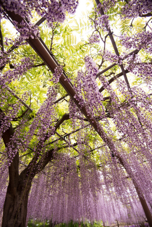 m3411:ふじ 2014/4/28撮影 D600,16mm,F4.0,ISO100,1/400sec #flickstackrFlickr: flic.kr/p/nrp17t