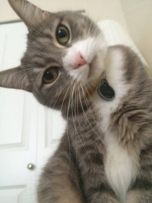 I Woke Up To This Face Beside Me Http://cute-overload.tumblr.com