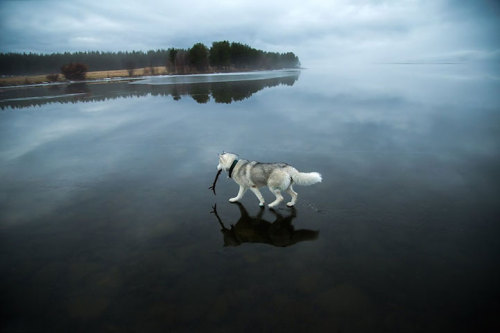 Porn xashleey:  escapekit:  Huskies on waterRussian photos