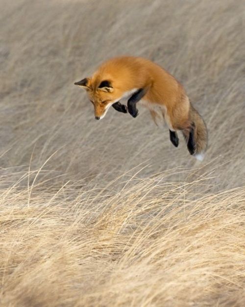 Flying fox