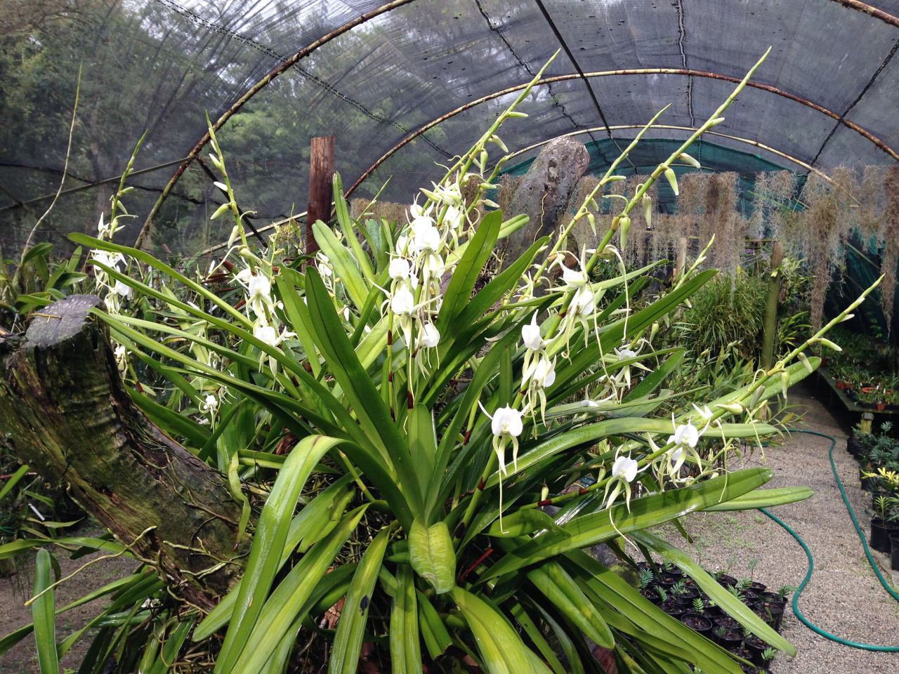 Angraecum eburneum subsp. superbum.
Orchidaceae: Angraecinae.
By Lourens Grobler. [x]