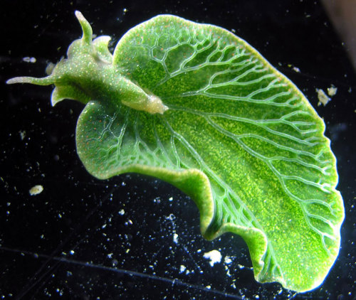 thewavesbrokeontheshore: currentsinbiology:  Sea Slugs That Prove Aliens Already Live On Planet
