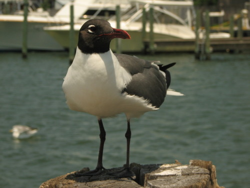 Sea Gull in The Ocracoke Harbor (Taken 6/28/2008) Photo Of The Day 1/10/2014