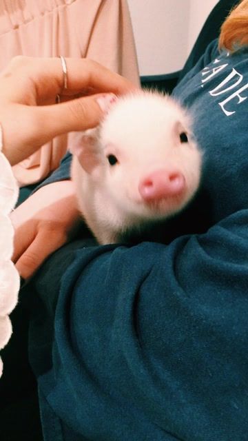 Protect and love the animals.