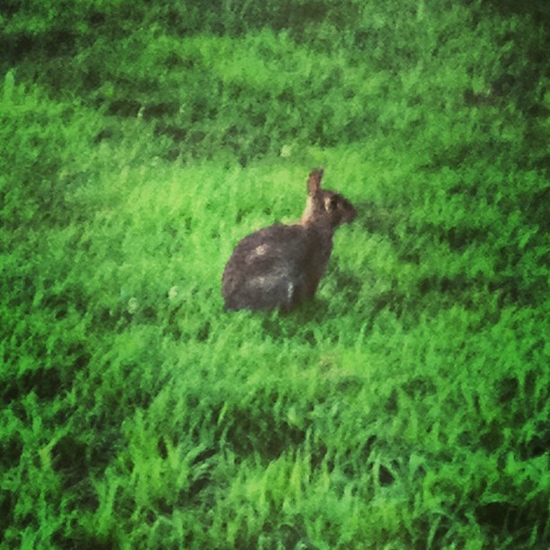 Little furry friend didn&rsquo;t run away when I pulled in on the #hog. #hardstylebunny