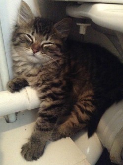 awwww-cute:  Adopting this smug looking dude