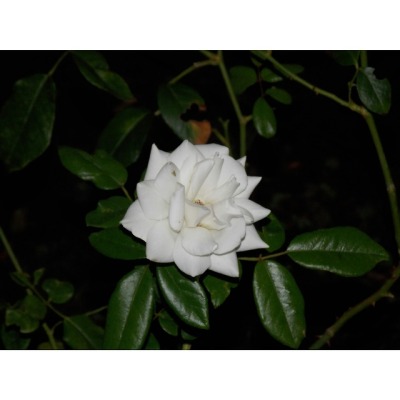 Rosas Blancas Tumblr