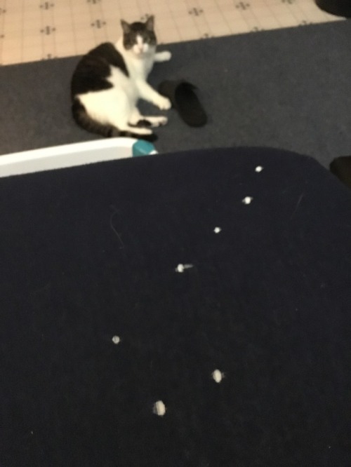 saucybunhead:MY CAT POKED HOLES IN MY FITTED SHEET IN THE SHAPE OF THE BIG DIPPER IS HE A PRODIGY