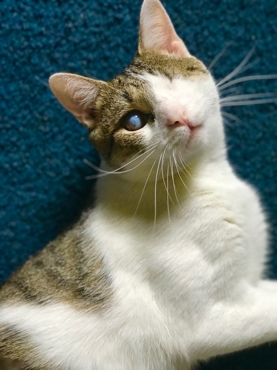 marshmallowmaximus:  ‪One year ago today we found you abused and abandoned on the