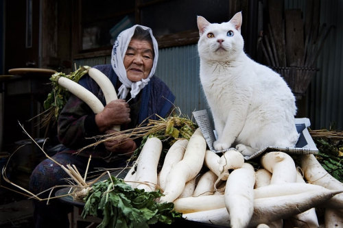 itsmicolmota:  heartwarming: “For the last 13 years Japanese photographer Miyoko Ihara has been taking pictures of her grandma, Misao, to commemorate her life. 9 years ago, 88-year-old Misao found a stray odd-eyed cat in her shed: she called it