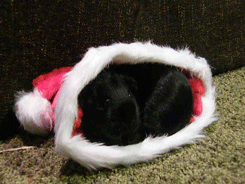 glitterpiggies:Two piggies getting cozy in a Santa hat.
