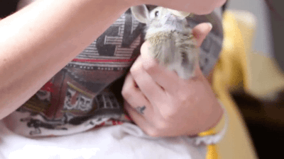 gifsboom:Video: Excited Baby Bunny Enjoys His Milk.