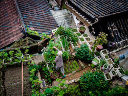 hnnhmcgrath:  “While technically not on the actual roof of the house, this elderly woman attends to her rather comprehensive garden on the elevated plot next to her traditional home in the Bukchon neighborhood in Seoul. Considering the elevated price