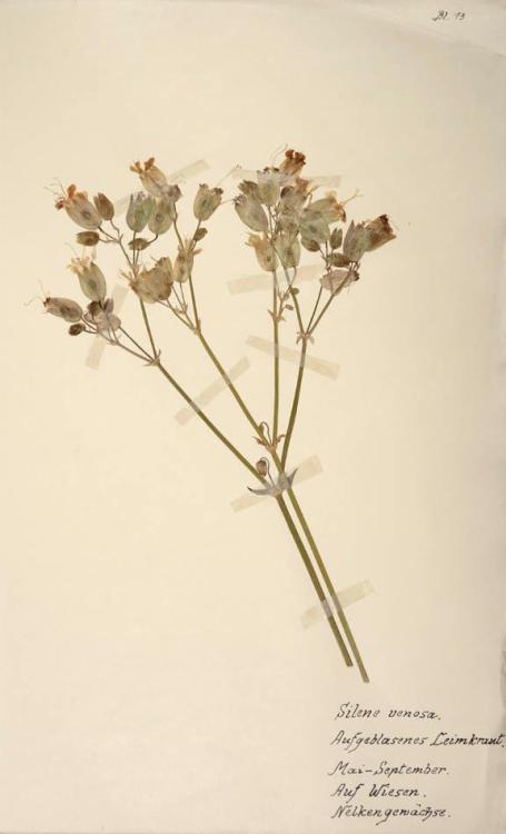 Large 8vo, various dried plant and flower specimens mounted onto approximately 114 leaves, each titl