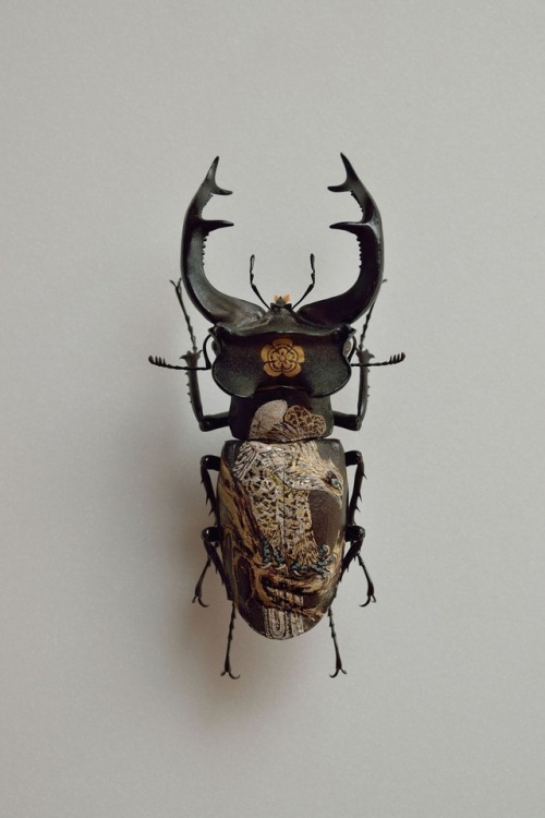 steampunktendencies:  Oil on Beetle by Akihiro Higuchi  