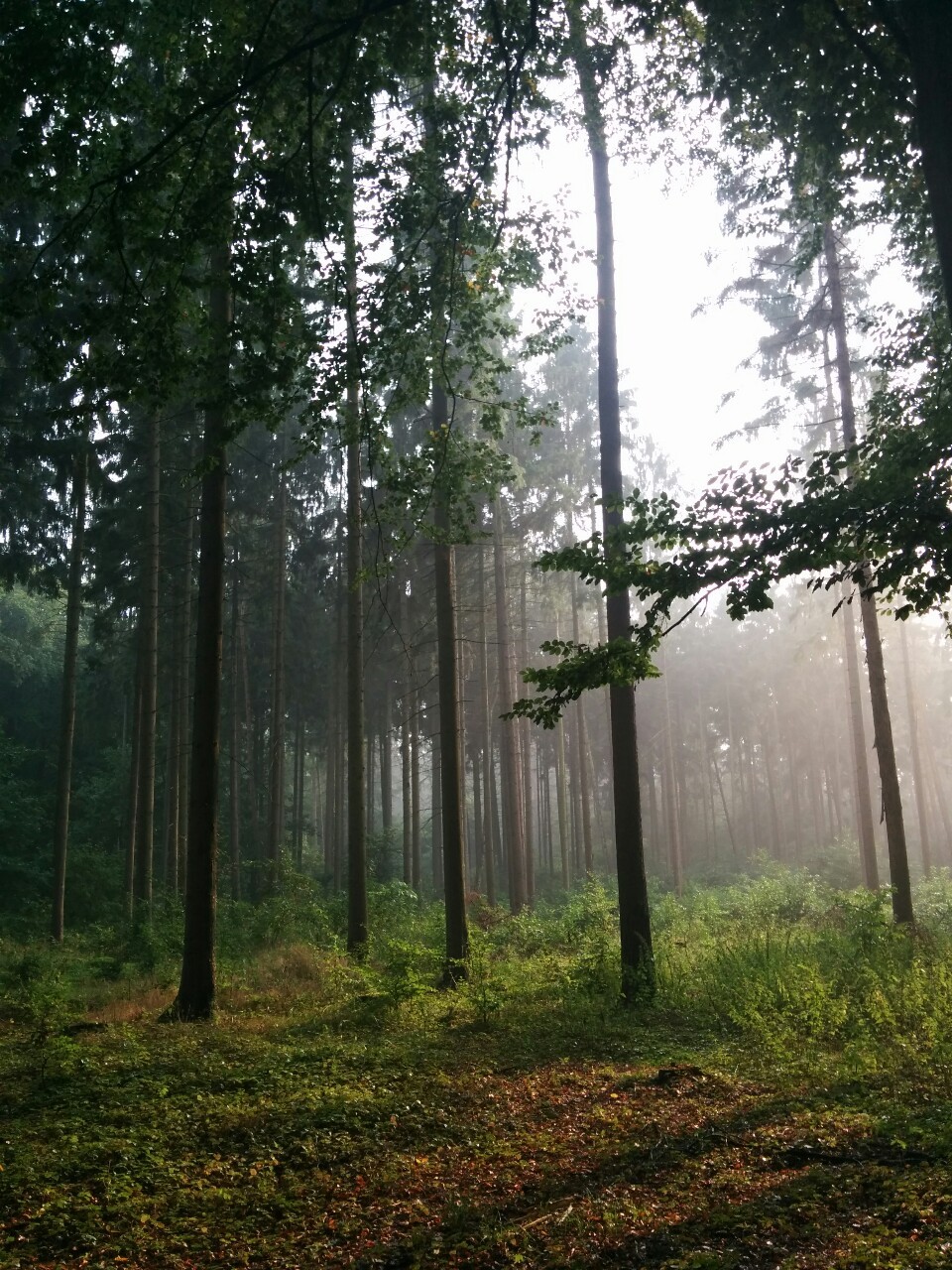 wiitch-craft:  philipwernerfoto:  After the rain. Forest in Risen, Hamburg, where