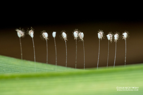 onenicebugperday:Lacewing larvae emerging from eggs, ChrysopidaePhotographed in Singapore by Nicky B